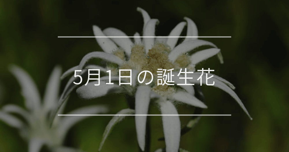 5月1日の誕生花：エーデルワイス・スズランの花言葉など