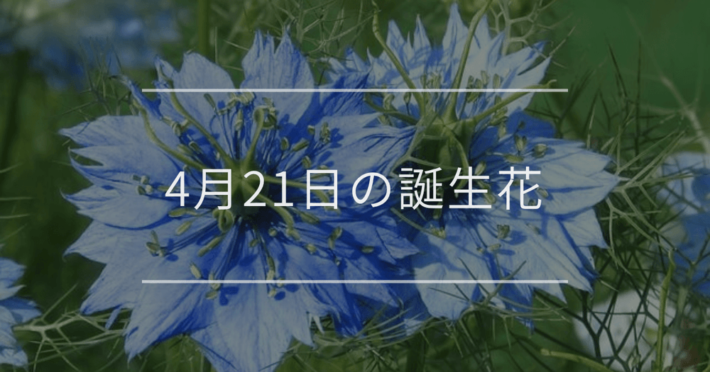 4月21日の誕生花：ニゲラ・サクラの花言葉など