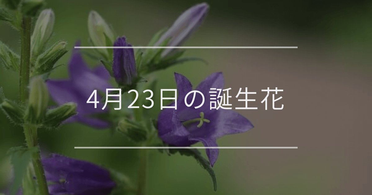 4月23日の誕生花：カンパニュラ・ハナミズキの花言葉など