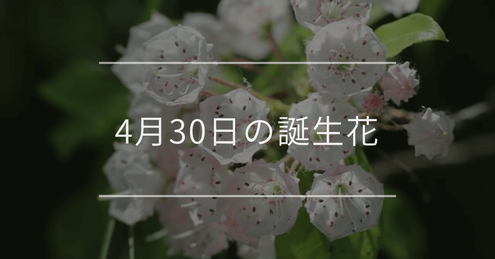 4月30日の誕生花：カルミア・ナシ(梨)の花言葉など