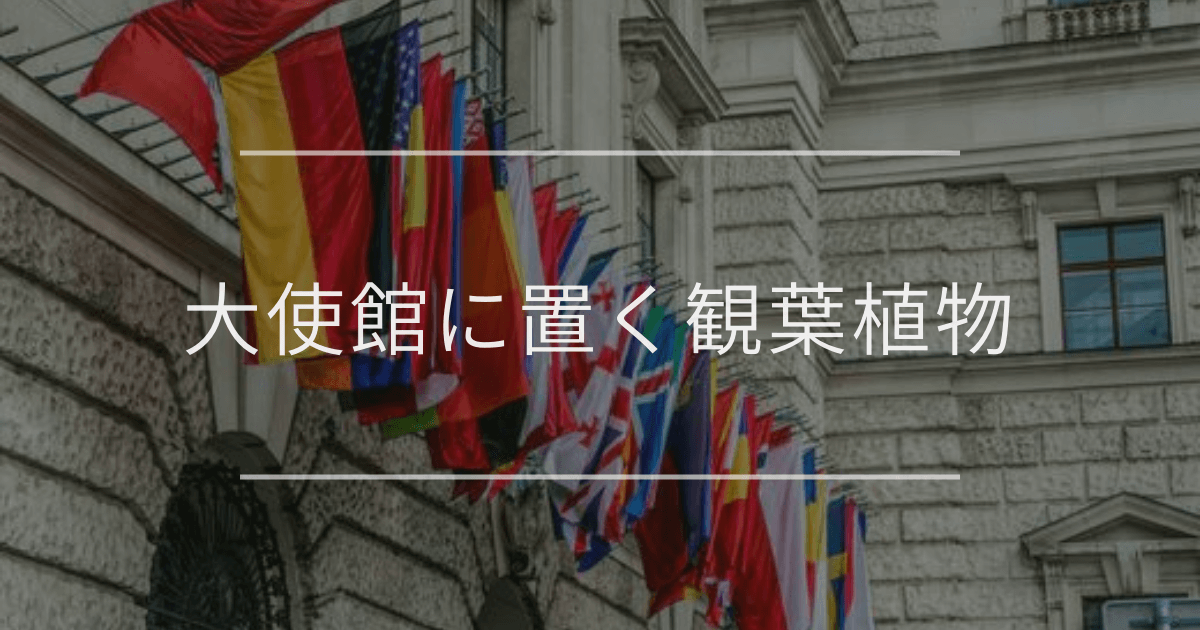 大使館に置く観葉植物