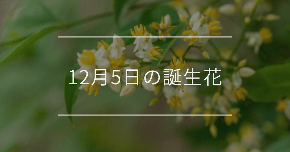 12月5日の誕生花：ナンテン・シンビジウムの花言葉など