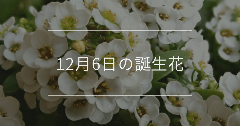 12月6日の誕生花：スイートアリッサム・キングプロテアの花言葉など
