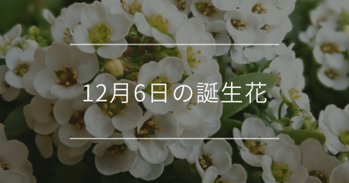 12月6日の誕生花