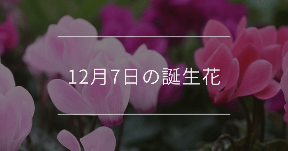 12月7日の誕生花：シクラメン・ヒイラギの花言葉など