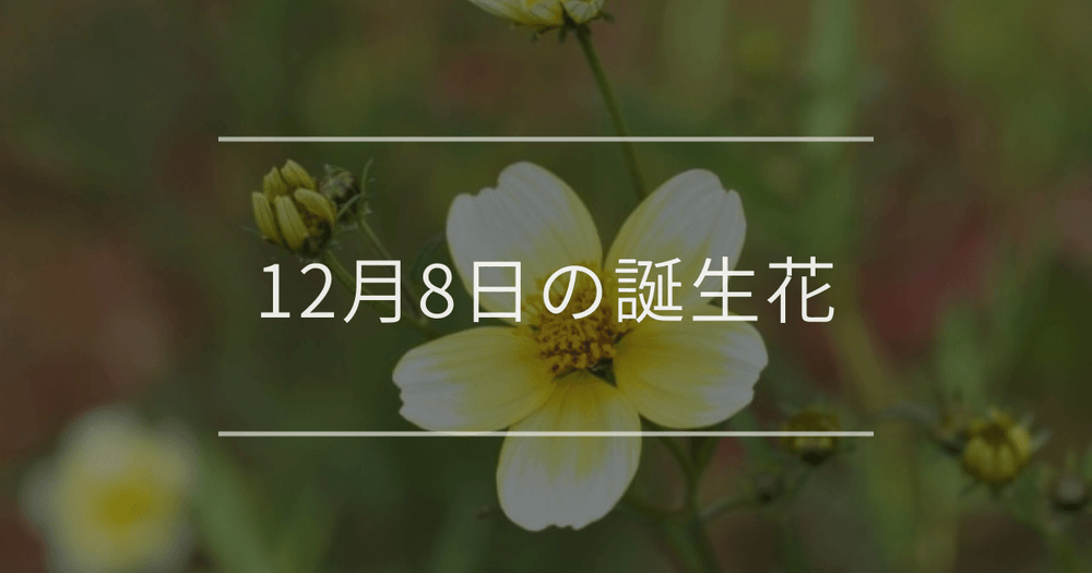 12月8日の誕生花：ウィンターコスモスの花言葉など