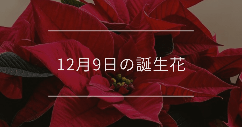 12月9日の誕生花：ポインセチア・プリムラオブコニカの花言葉など