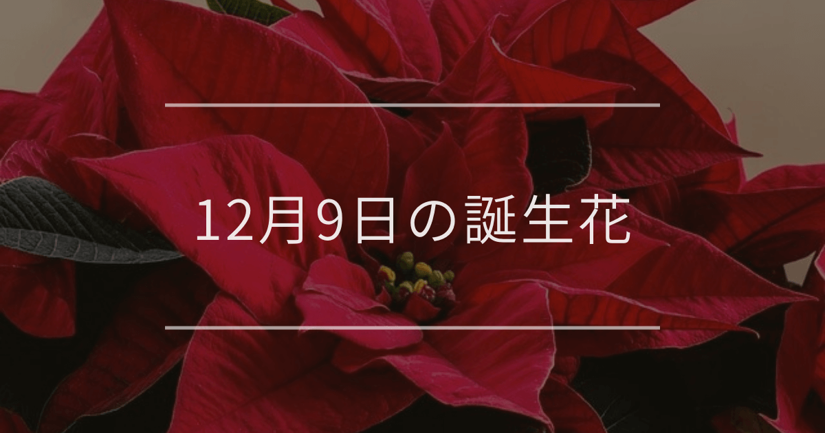 12月9日の誕生花