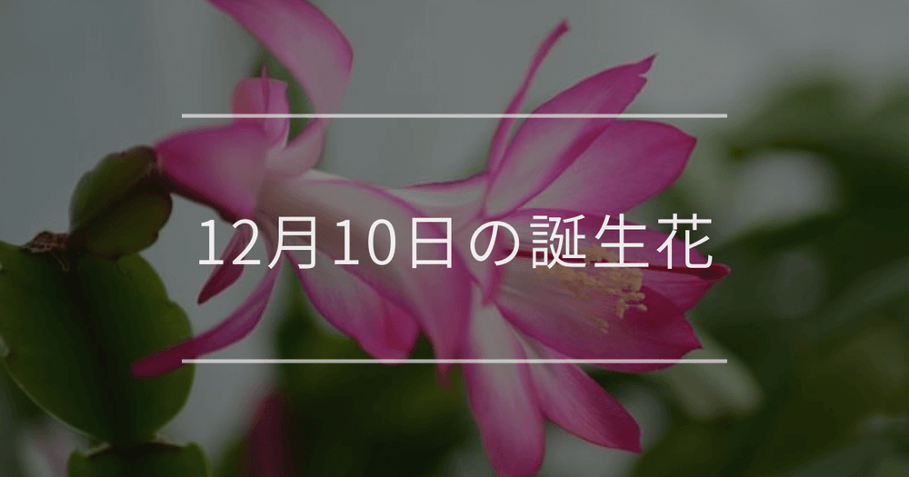 12月10日の誕生花：シャコバサボテン・ツバキの花言葉など