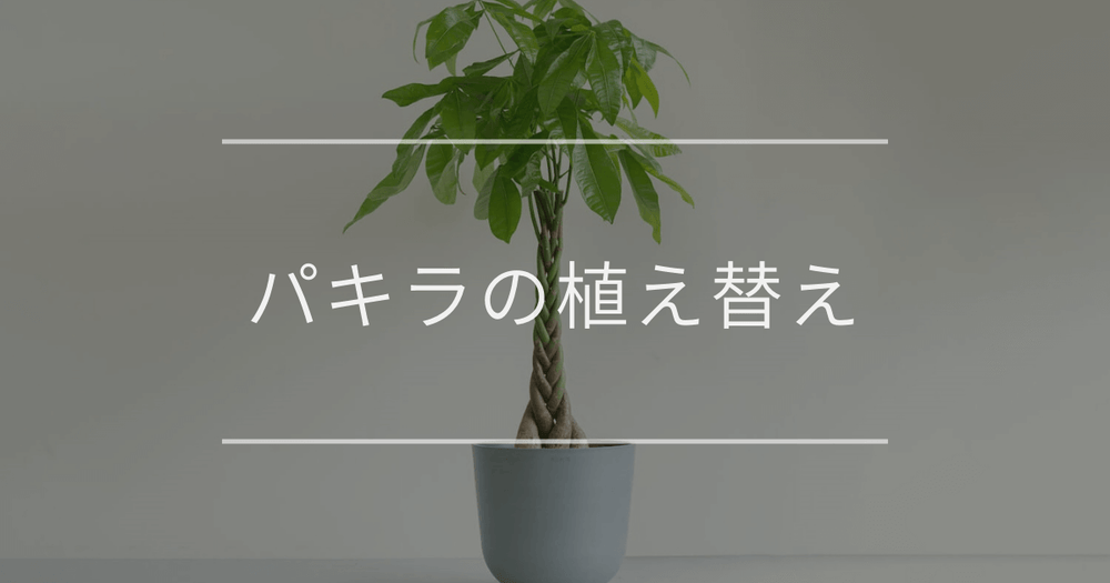 【完全版】パキラの植え替え方法｜失敗しない時期・土選び・手順を解説