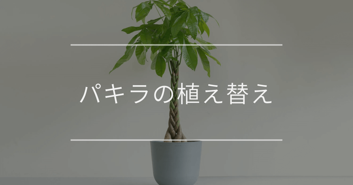 パキラの植え替え