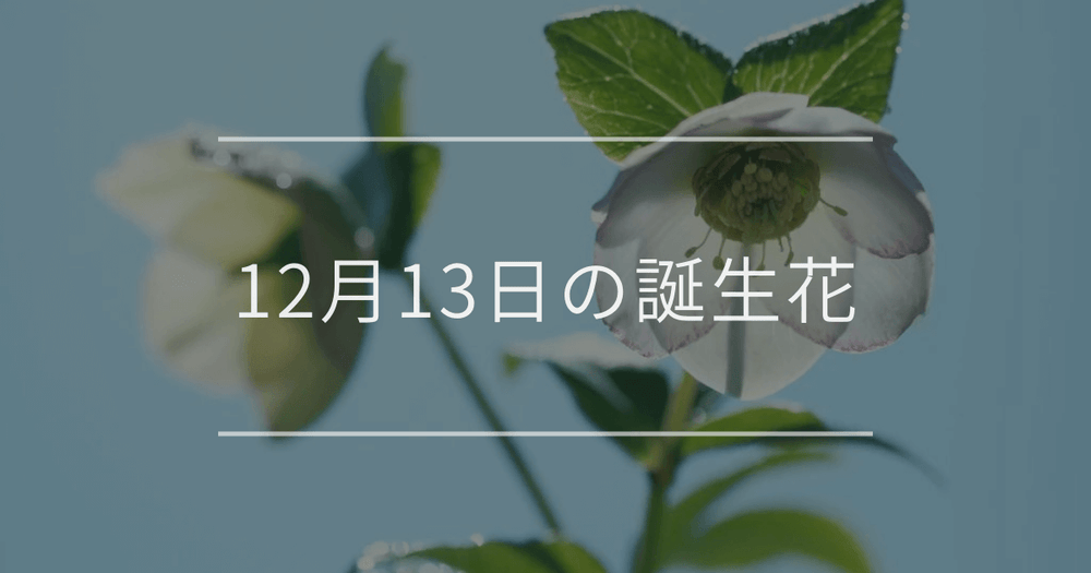 12月13日の誕生花：クリスマスローズ・ヤツデの花言葉など