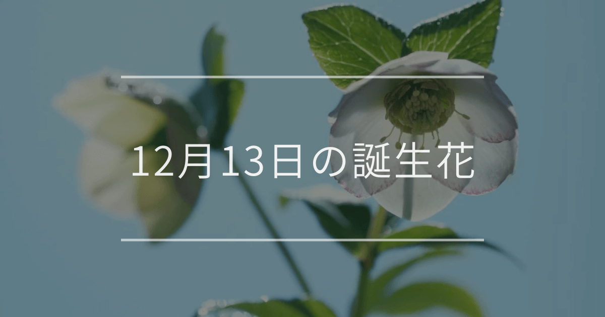 12月13日の誕生花