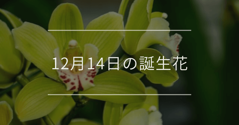 12月14日の誕生花：シンビジウム・紫色のシネラリアの花言葉など