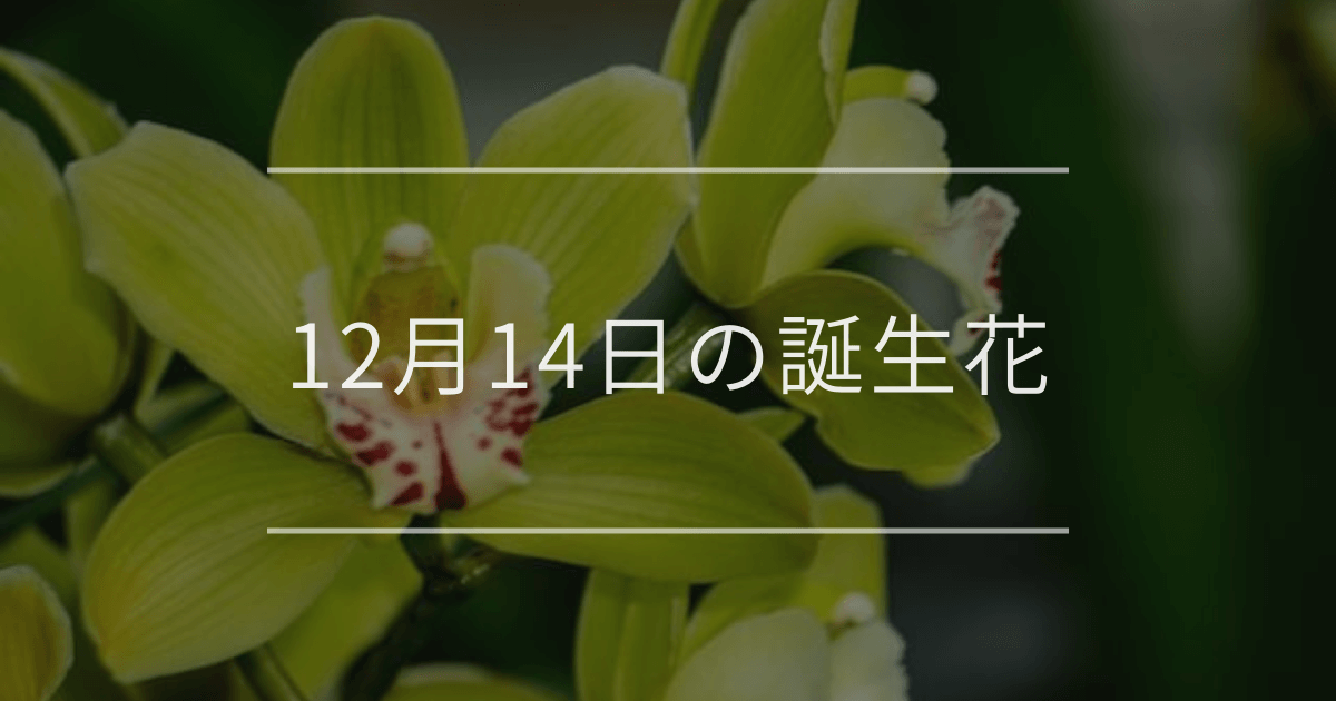 12月14日の誕生花