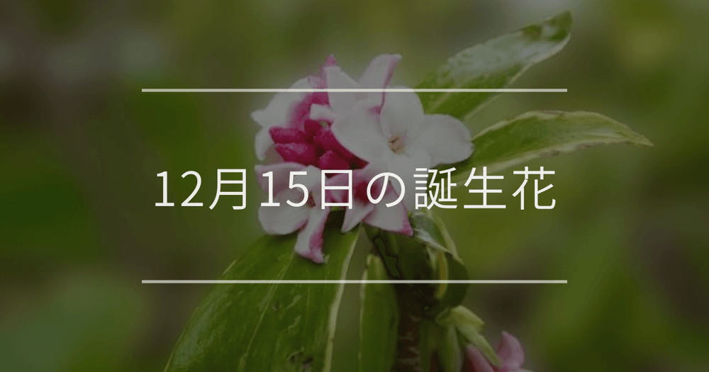 12月15日の誕生花：ジンチョウゲ・赤いバラの花言葉など