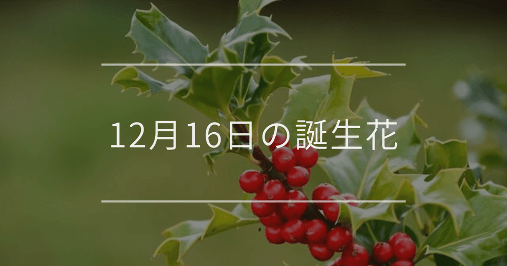 12月16日の誕生花：クリスマスホーリーの花言葉など