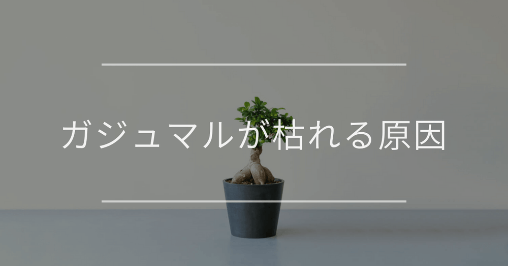 ガジュマルが枯れる・元気のない原因と対処法｜復活方法も解説