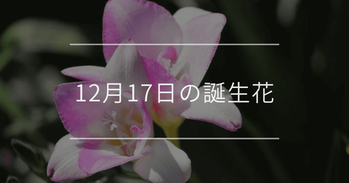 12月17日の誕生花