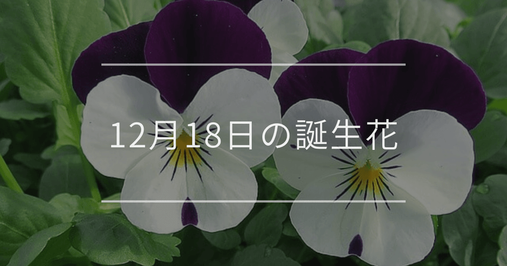 12月18日の誕生花：ビオラ・セージの花言葉など