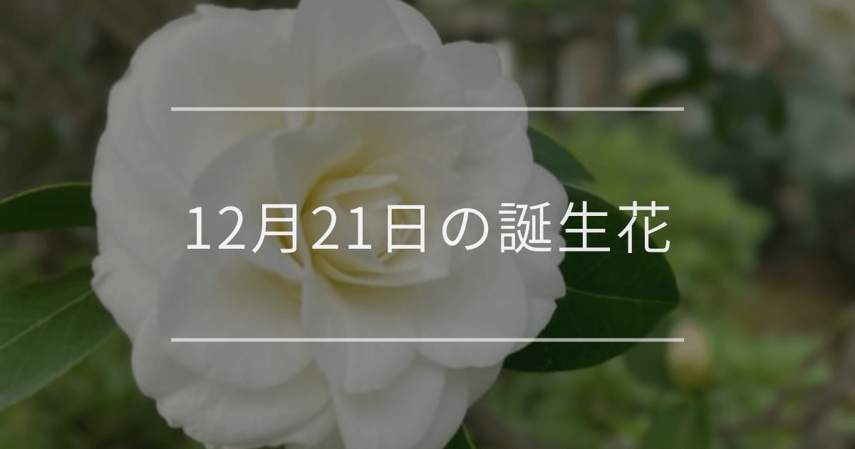 12月21日の誕生花