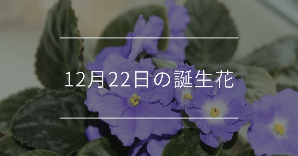 12月22日の誕生花：セントポーリア・カネノナルキの花言葉など