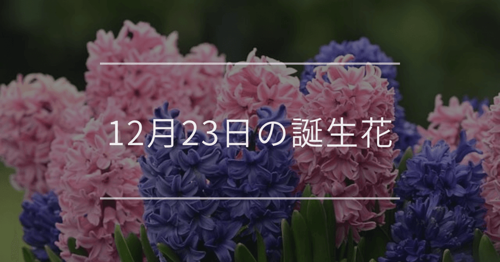 12月23日の誕生花：ヒヤシンス・カトレアの花言葉など