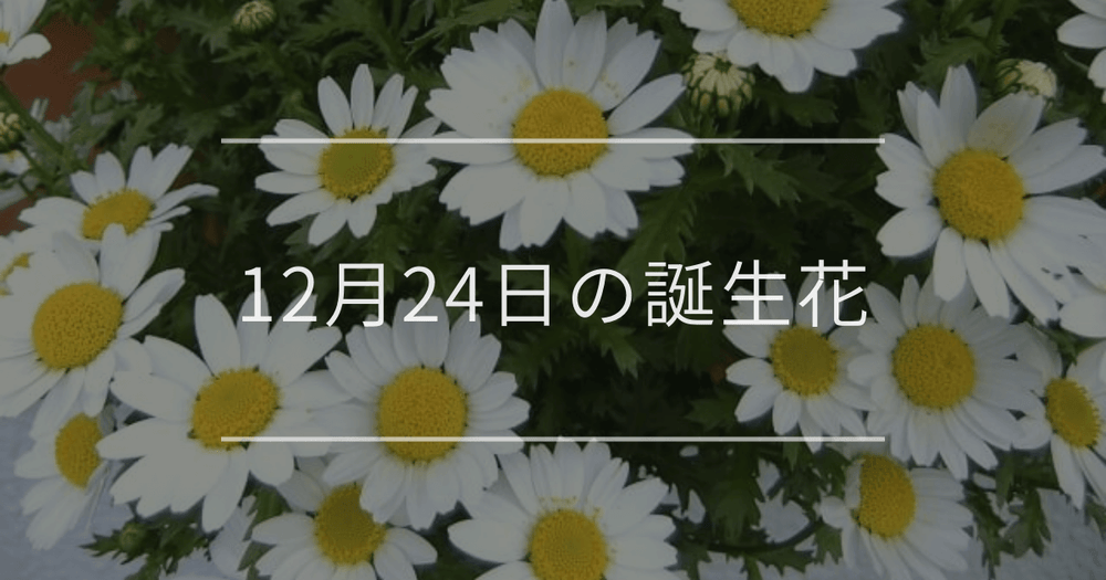 12月24日の誕生花：ノースポール・ヤドリギの花言葉など