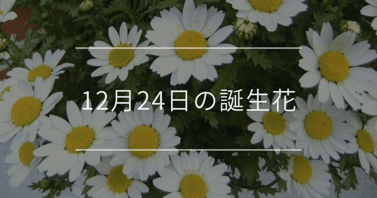 12月24日の誕生花