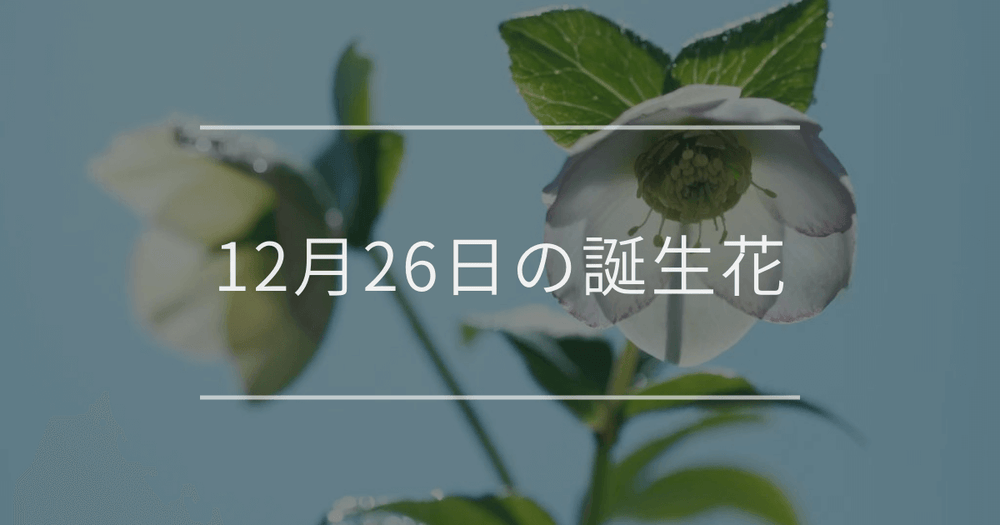 12月26日の誕生花：クリスマスローズ・ガーデンシクラメンの花言葉など