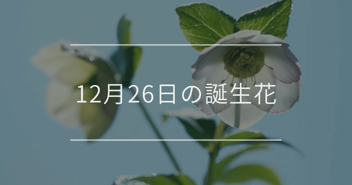 12月26日の誕生花