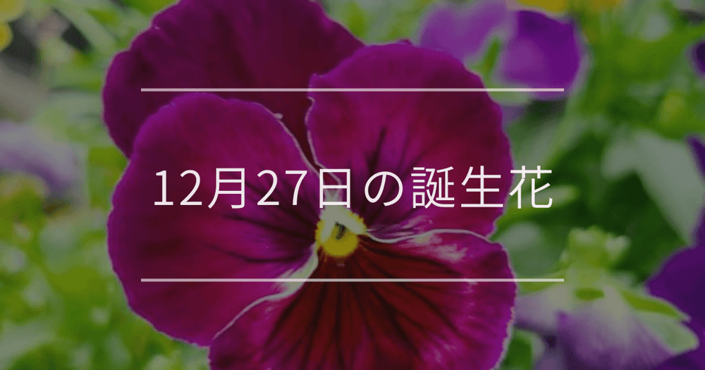 12月27日の誕生花：パンジー・パフィオペディルムの花言葉など