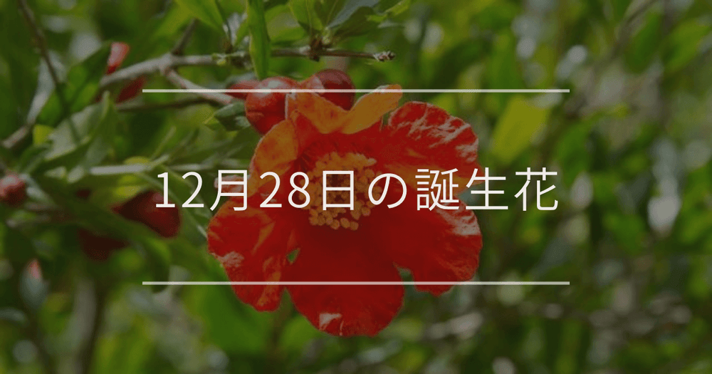 12月28日の誕生花：ザクロ・ミカンの花言葉など
