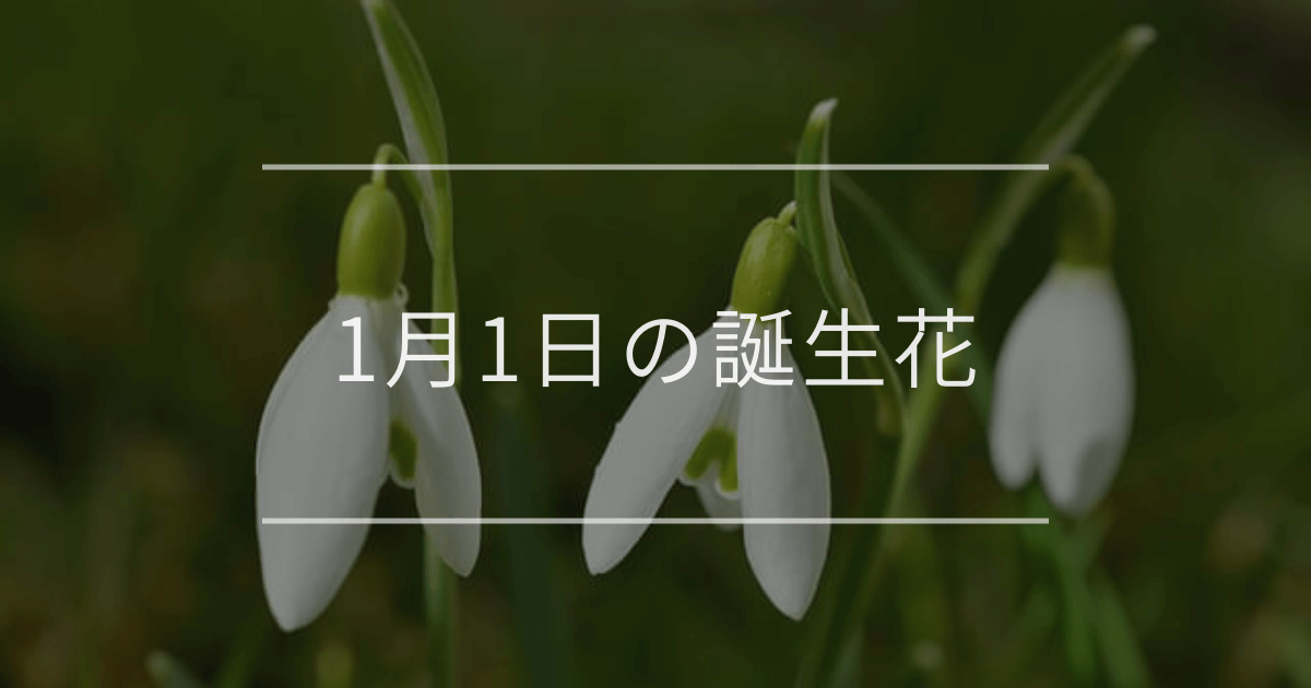 1月1日の誕生花