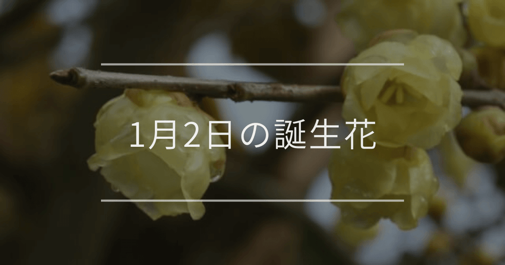 1月2日の誕生花：ロウバイ・タケ(竹)の花言葉など