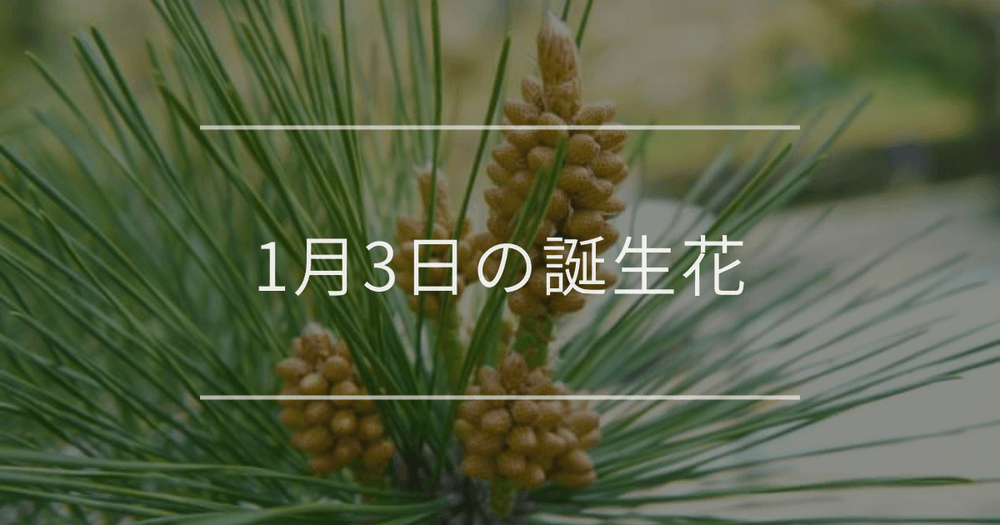 1月3日の誕生花：マツ(松)・ウメ(梅)の花言葉など