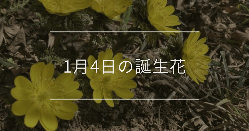 1月4日の誕生花：フクジュソウ・白いデイジーの花言葉など