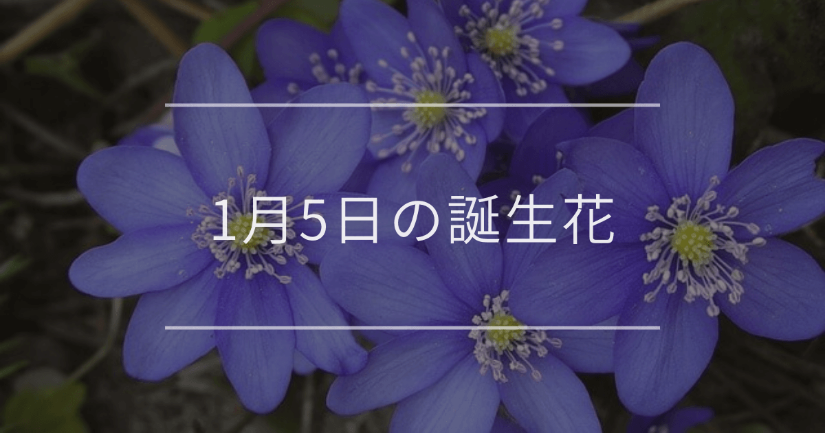 1月5日の誕生花