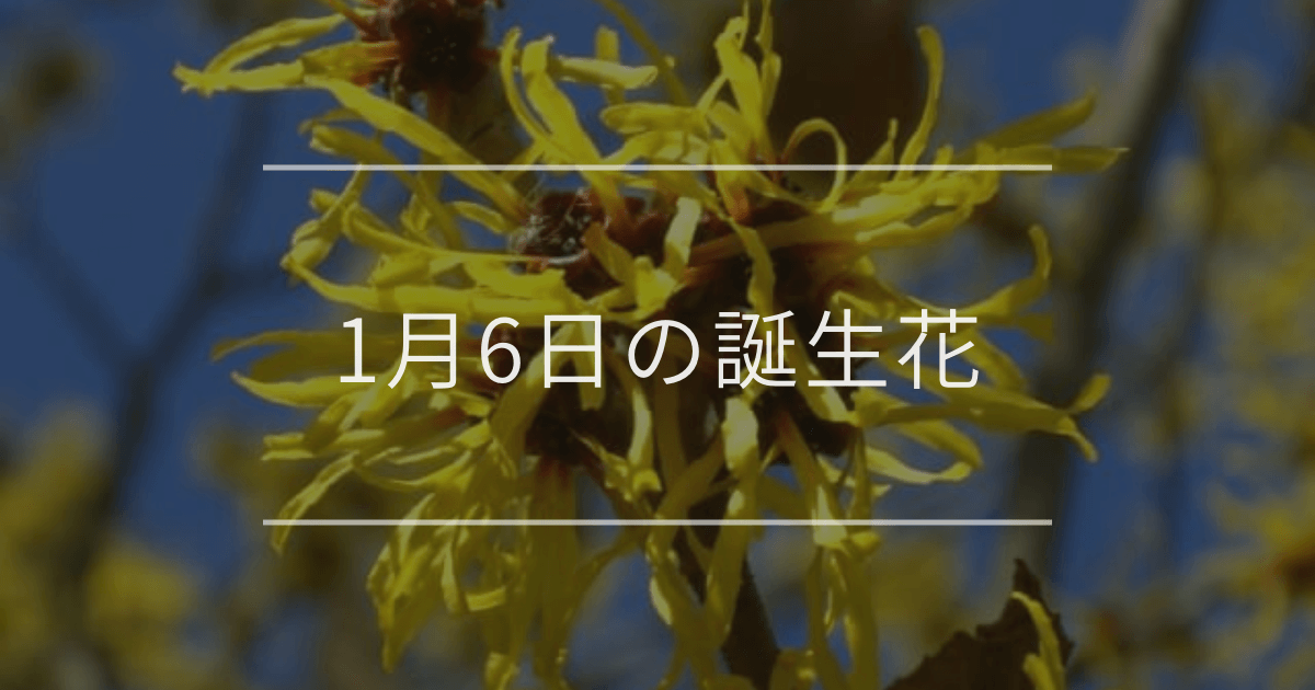 1月6日の誕生花