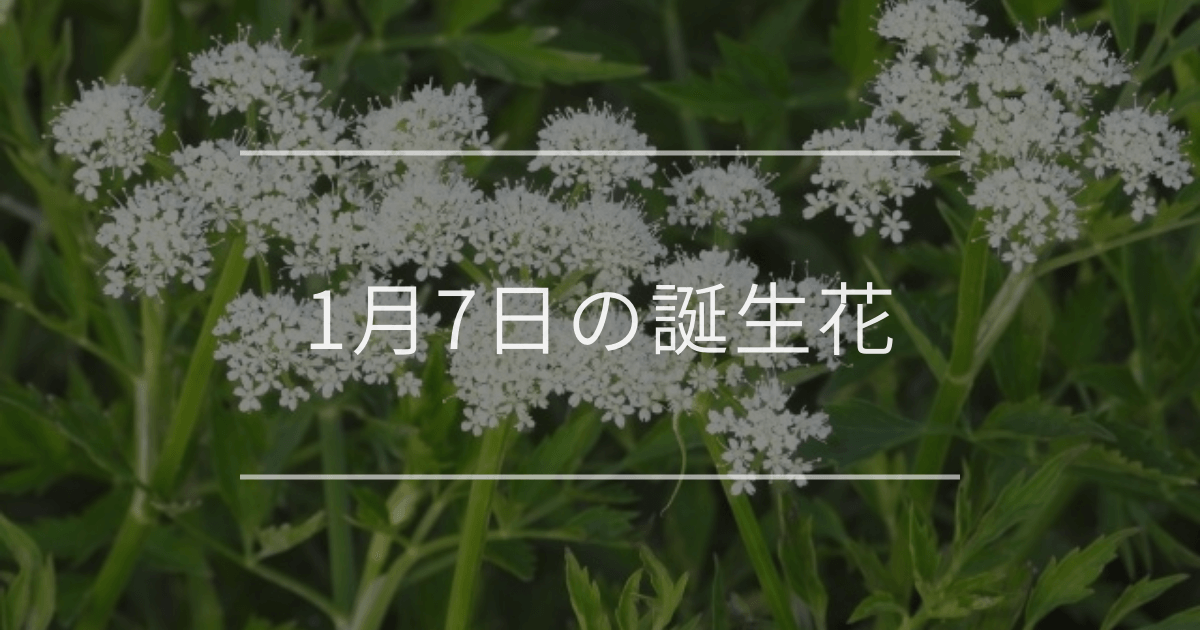 1月7日の誕生花