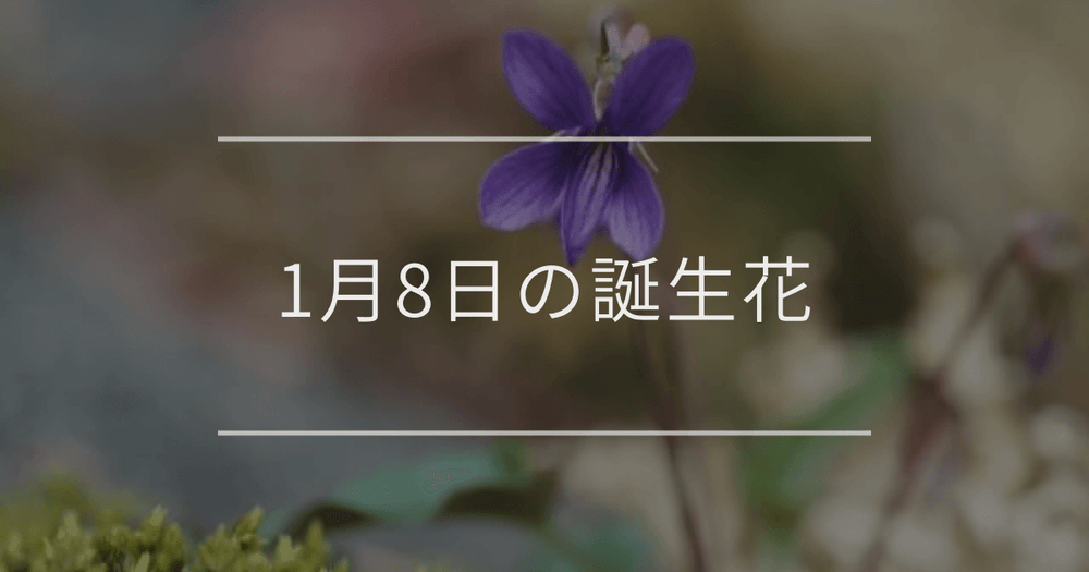 1月8日の誕生花：スミレ・マンサクの花言葉など
