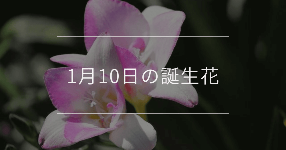 1月10日の誕生花：フリージア・ストックの花言葉など