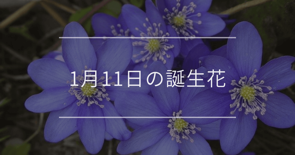 1月11日の誕生花：ミスミソウ・セリの花言葉など
