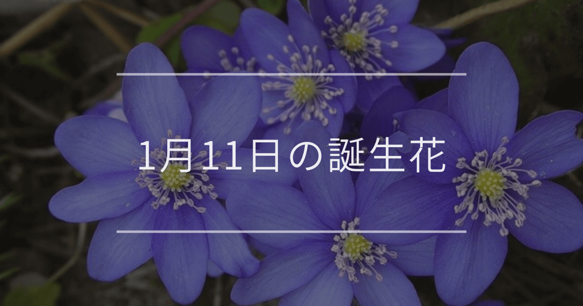 1月11日の誕生花