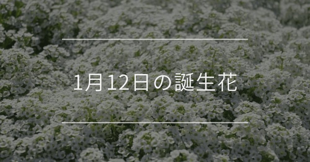 1月12日の誕生花：スイートアリッサム・フクジュソウの花言葉など