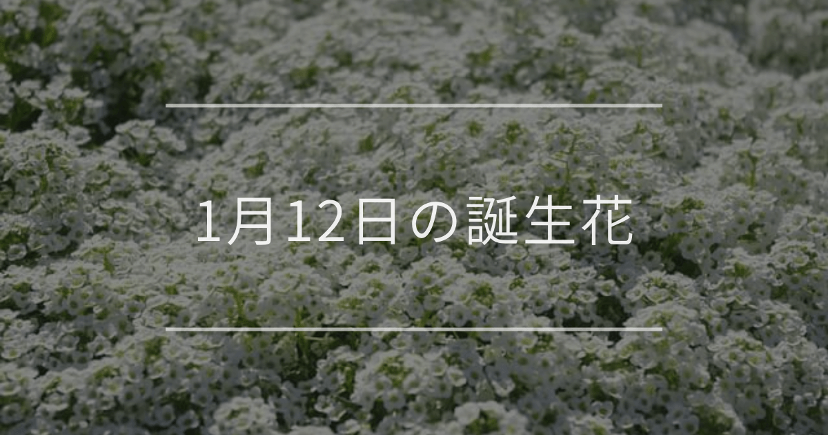 1月12日の誕生花
