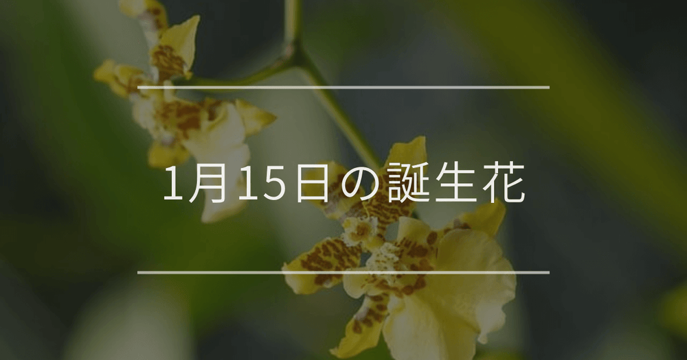 1月15日の誕生花：オンシジウム・白いスミレの花言葉など