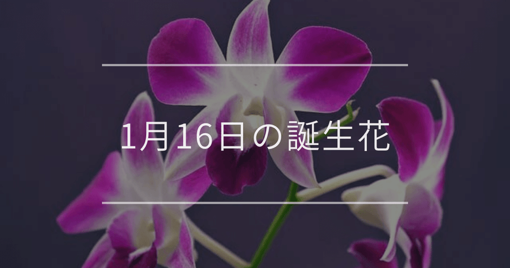 1月16日の誕生花：デンドロビウム・キンギョソウの花言葉など