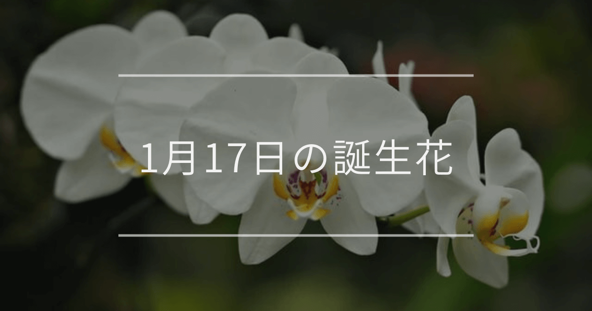 1月17日の誕生花