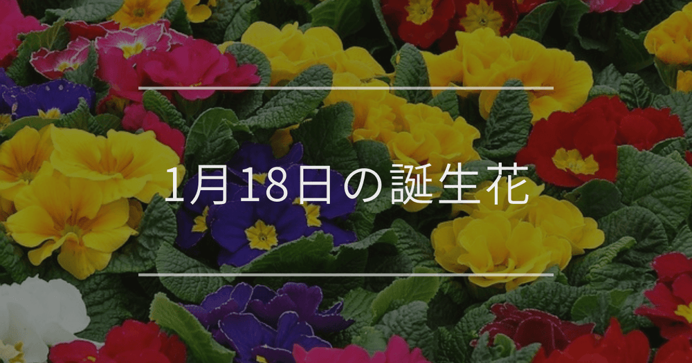 1月18日の誕生花：プリムラ・サンシュユの花言葉など